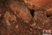 算命最准江西发现蜘蛛新物种 为研究呵叻蛛属适应区域提供依据