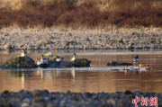 算命最准歙县完成安徽首个县域生物多样性调查 共记录物种近4千种